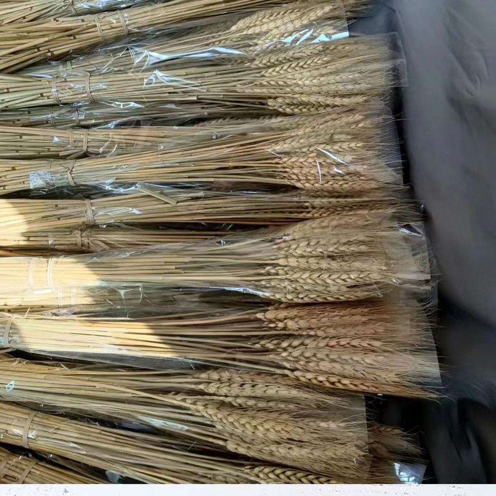 Wedding Ceremony Supply - 50 Pezzi di Steli di Grano